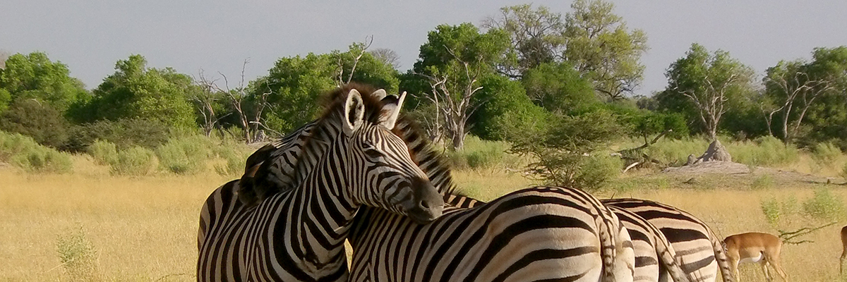 ULTIMATE DELTA TO CHOBE SAFARI