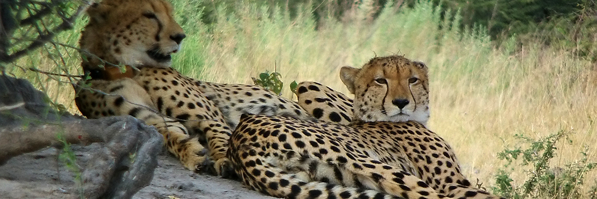 GRAND BOTSWANA EXPLORER